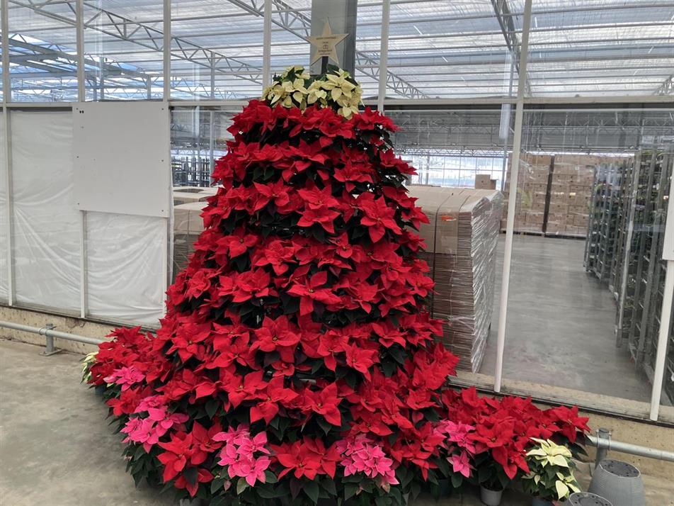 poinsettia